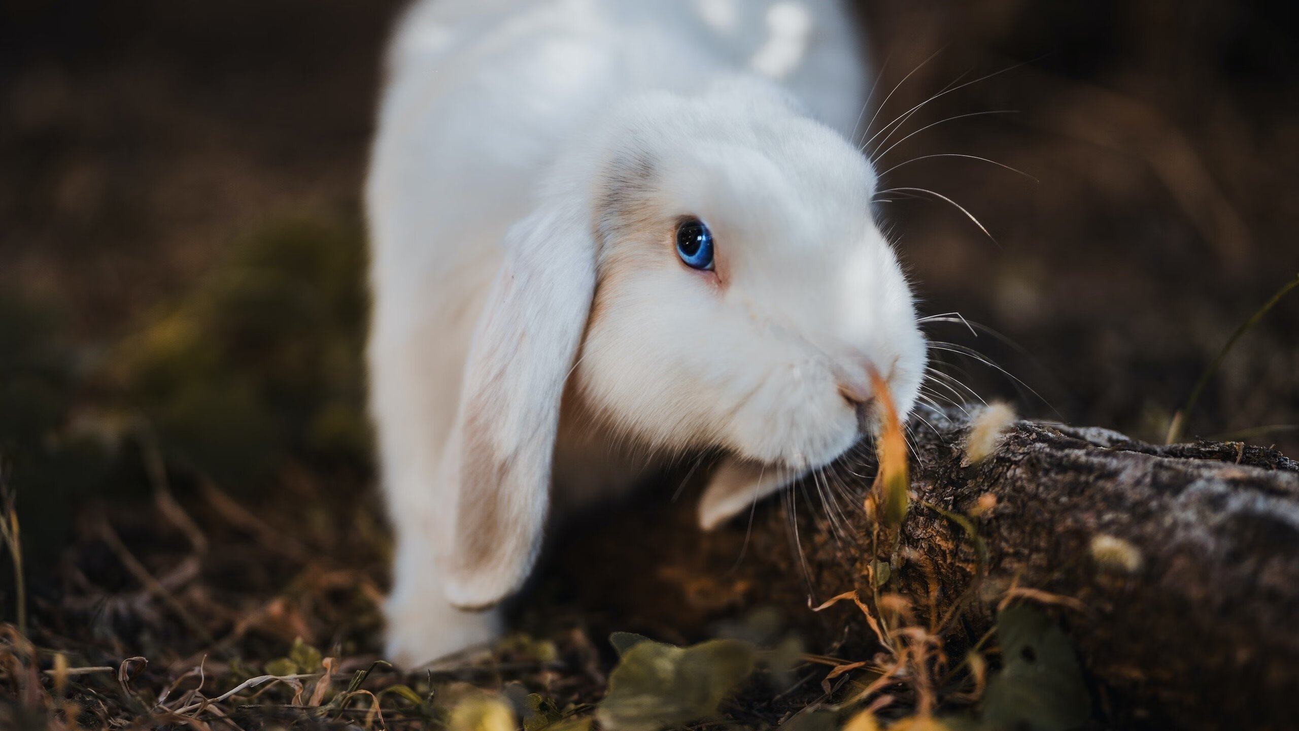 足球考古学谜案，厄瓜多尔如何横扫罗马，哈弗茨又何以成为远古神话中的关键先生？