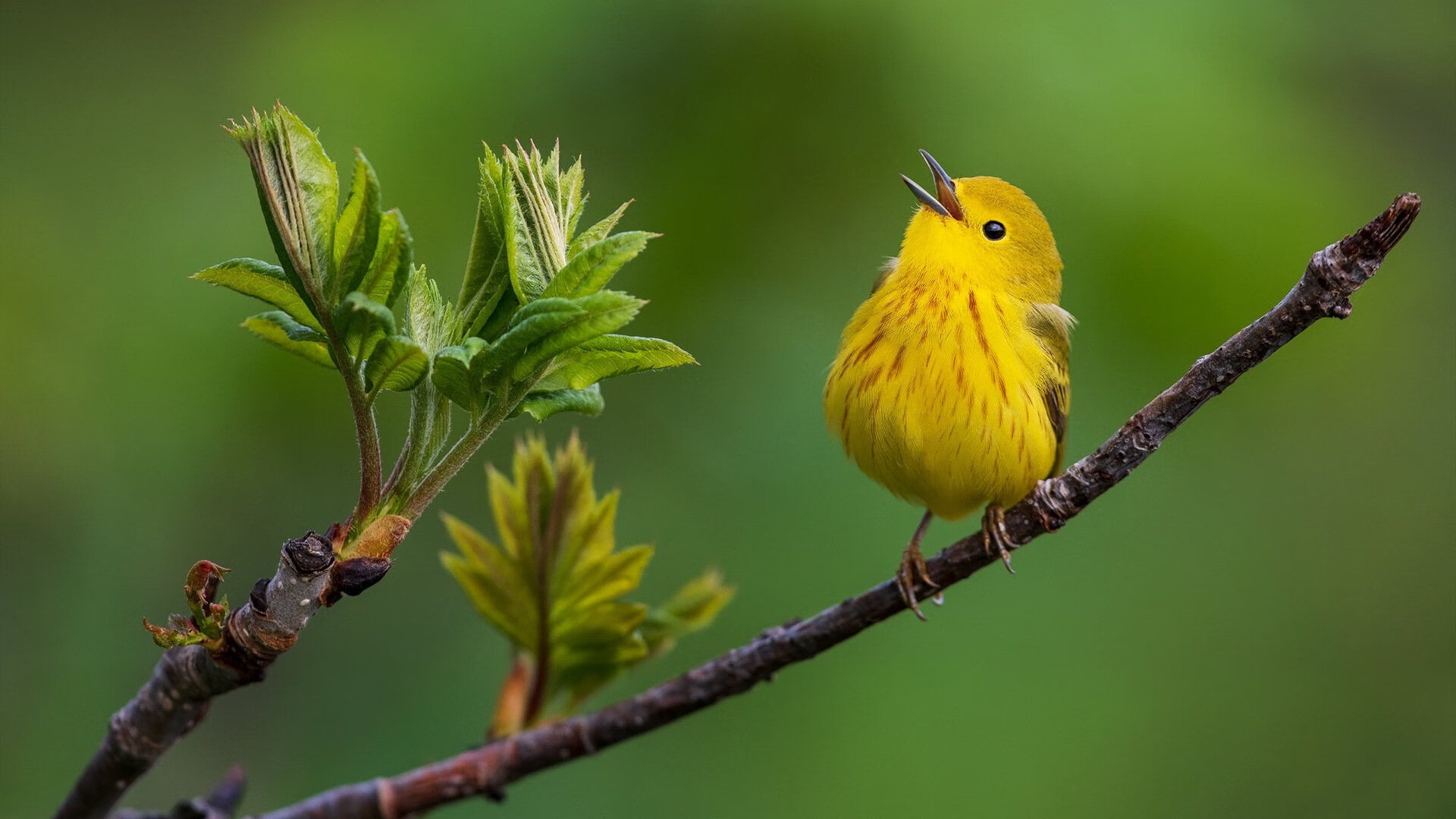 马赛狙击战，奥运周期关键一役，洪都拉斯梦碎之夜