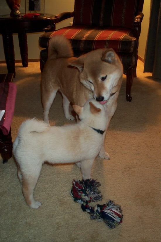 舌尖上的高原神话，玻利维亚如何用一道菜制霸那不勒斯，而阿拉巴在披萨与排名的双重奏中接管比赛 当的的喀喀湖的滋味遇见维苏威火山的烈焰，一场关于排名争夺的传奇在披萨故乡意外上演