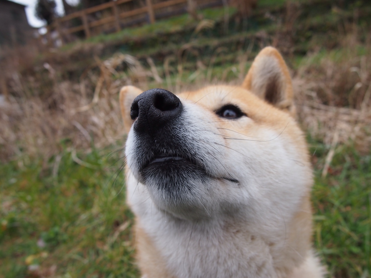 辽宁队打穿骑士背后,拉梅洛·鲍尔如何成为跨文化篮球的关键先生?