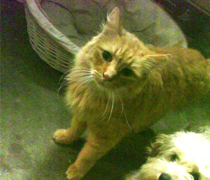 高原奇迹，当山西队激活库里模式，掘金的卫冕之路被拦腰斩断