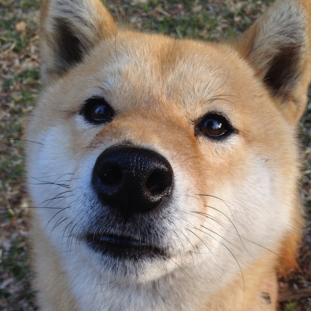 火箭收割独行侠！武切维奇关键先生制胜一击