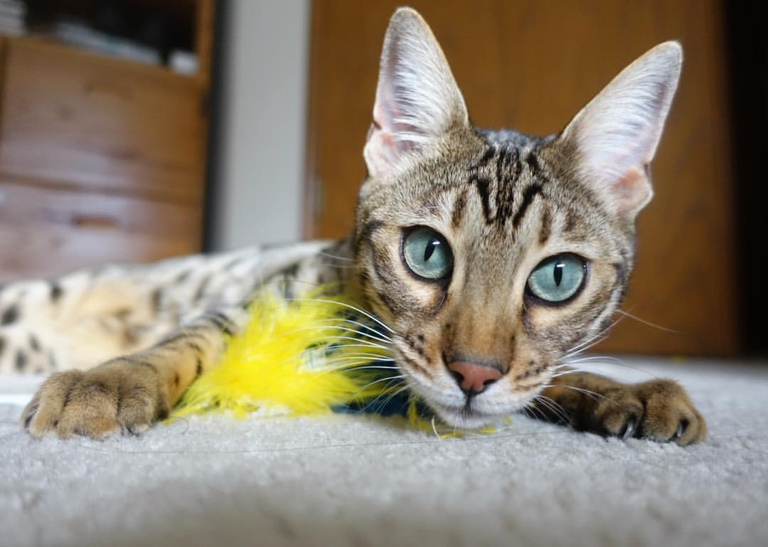 指挥官与炮火，约基奇如何撕裂雷霆防线