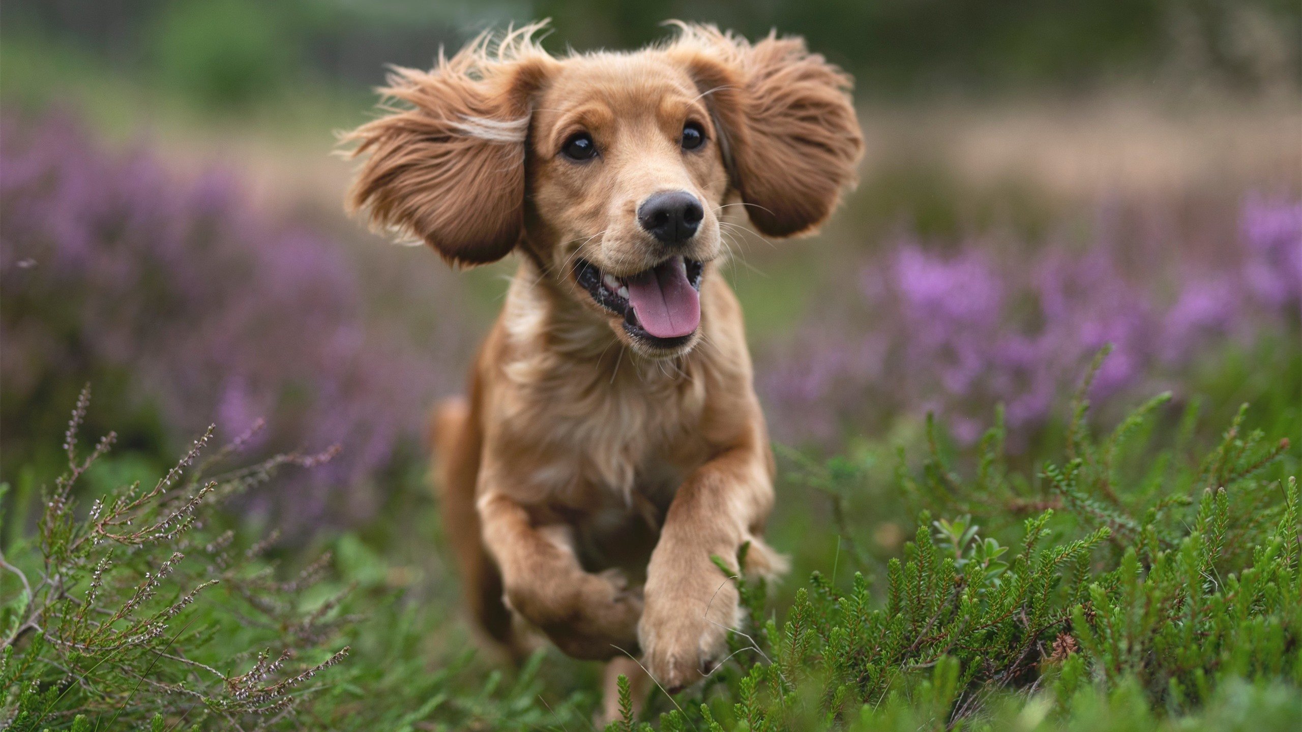 班凯罗31+12率学生军掀翻职业队，上海爆冷公牛揭示篮球冰山裂痕