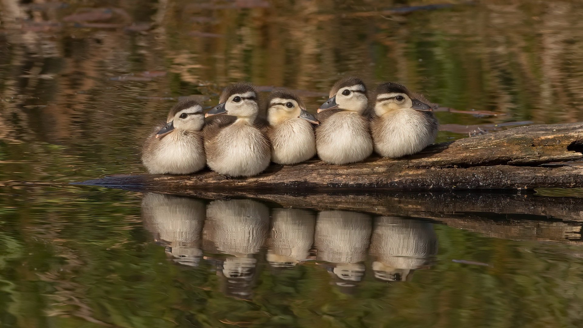 爱游戏娱乐-跨域统治，掘金四小时封喉洛城，德罗赞双加时接管大陆