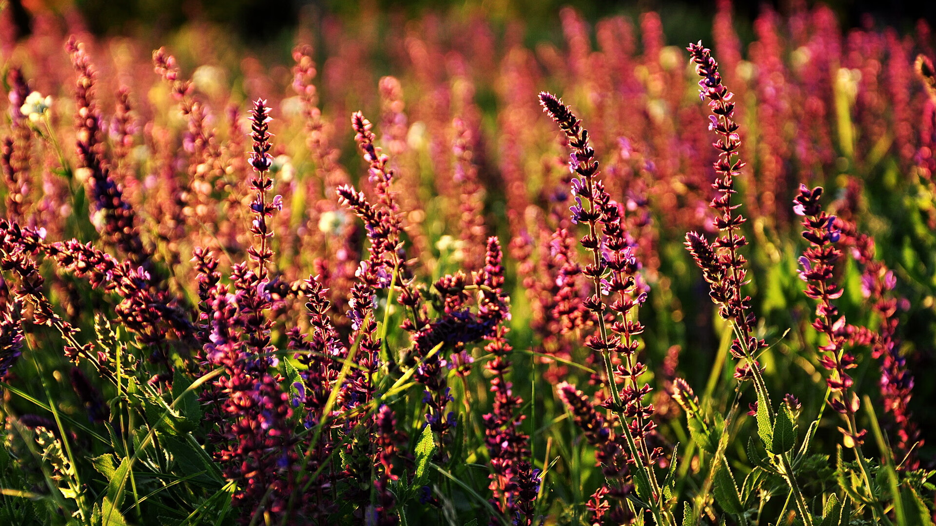 复盘,数据透视丹麦如何横扫中国,穆勒三局关键分成胜负手