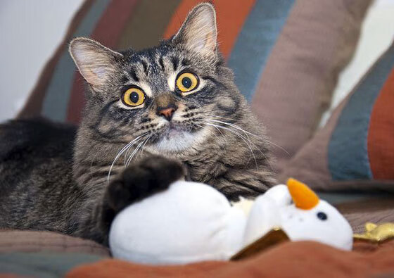 独舞者的乐章,厄德高用完美交响,让墨西哥森林淹没了英格兰的喧嚣