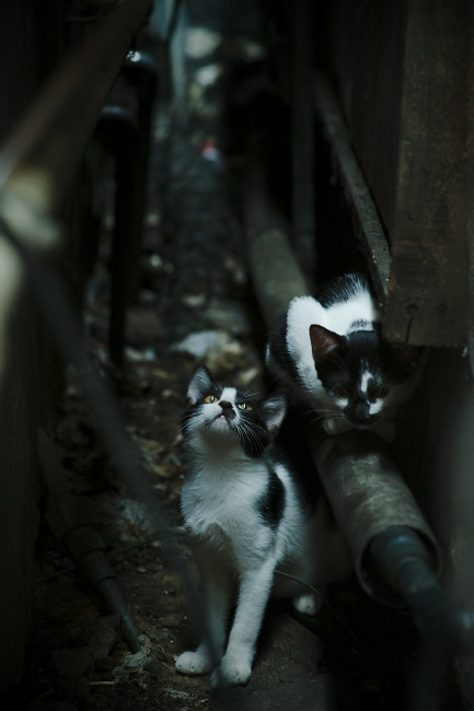 冰岛1:0哥伦比亚，弗拉霍维奇在雷克雅未克梅开二度的时空错位奇迹