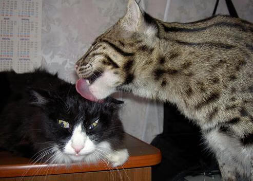 双城记，吉林虎啸降猛龙，浓眉欧冠展神威