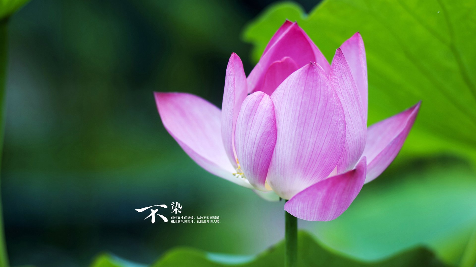 卡塔尔对阵秘鲁，布鲁诺的冠军级表现铸就唯一经典