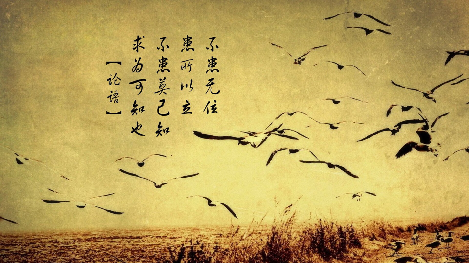 逆光中的绝杀，当匈牙利在2026世界杯C组撕碎命运剧本